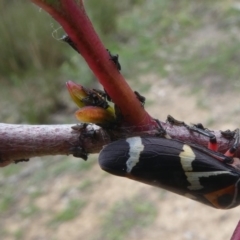 Eurymeloides pulchra (Gumtree hopper) at Molonglo Valley, ACT - 13 Oct 2017 by HarveyPerkins