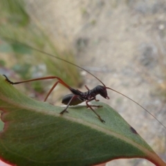 Tettigoniidae (family) (Unidentified katydid) at Molonglo Valley, ACT - 14 Oct 2017 by HarveyPerkins