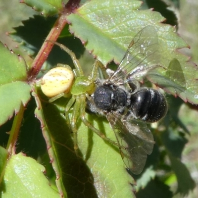 Lehtinelagia prasina (Leek-green flower spider) at Duffy, ACT - 15 Oct 2017 by HarveyPerkins