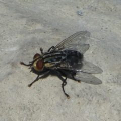 Sarcophagidae sp. (family) (Unidentified flesh fly) at Molonglo Valley, ACT - 16 Oct 2017 by HarveyPerkins