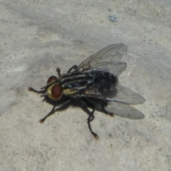 Sarcophagidae sp. (family) (Unidentified flesh fly) at National Arboretum Forests - 16 Oct 2017 by HarveyPerkins