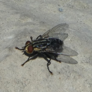 Sarcophagidae (family) at Molonglo Valley, ACT - 16 Oct 2017 12:43 PM