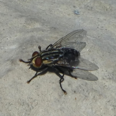 Sarcophagidae (family) (Unidentified flesh fly) at Molonglo Valley, ACT - 16 Oct 2017 by HarveyPerkins