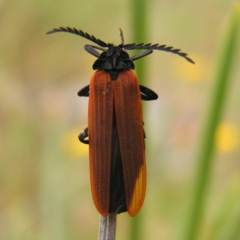 Porrostoma rhipidium (Long-nosed Lycid (Net-winged) beetle) at Mount Taylor - 12 Nov 2017 by MatthewFrawley
