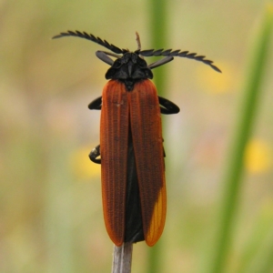 Porrostoma rhipidium at Kambah, ACT - 12 Nov 2017