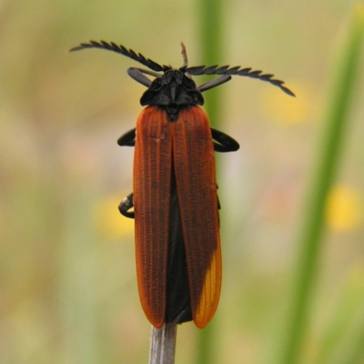 Porrostoma rhipidium (Long-nosed Lycid (Net-winged) beetle) at Kambah, ACT - 12 Nov 2017 by MatthewFrawley