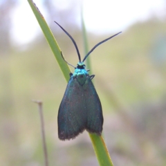 Pollanisus viridipulverulenta (Satin-green Forester) at Kambah, ACT - 12 Nov 2017 by MatthewFrawley