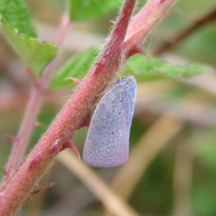 Dworena hyacintha (A planthopper) at Mount Taylor - 12 Nov 2017 by MatthewFrawley