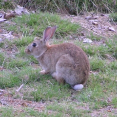 Oryctolagus cuniculus (European Rabbit) at Commonwealth & Kings Parks - 14 Nov 2017 by MatthewFrawley