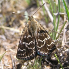 Synemon plana (Golden Sun Moth) at Hume, ACT - 15 Nov 2017 by MatthewFrawley