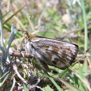 Synemon plana at Hume, ACT - 15 Nov 2017 01:47 PM