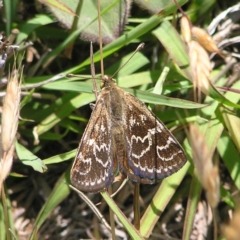 Synemon plana at Hume, ACT - 15 Nov 2017 01:47 PM