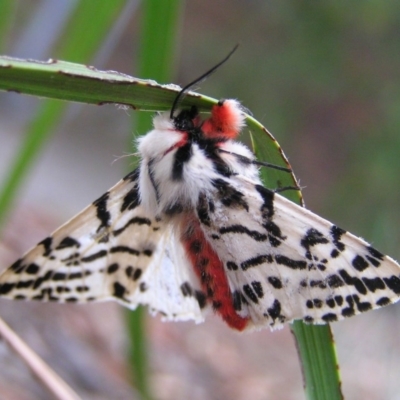 Ardices glatignyi (Black and White Tiger Moth (formerly Spilosoma)) at Kambah, ACT - 17 Nov 2017 by MatthewFrawley