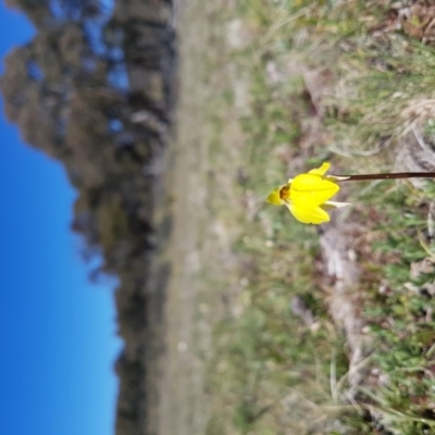 Diuris subalpina (Small Snake Orchid) at Mount Clear, ACT - 7 Nov 2017 by rangerstacey