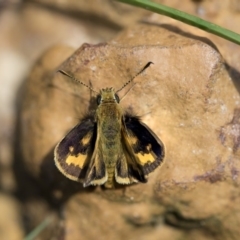 Ocybadistes walkeri (Green Grass-dart) at Higgins, ACT - 14 Nov 2017 by Alison Milton