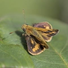 Ocybadistes walkeri at Higgins, ACT - 15 Nov 2017 08:46 AM