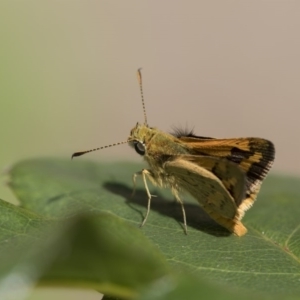 Ocybadistes walkeri at Higgins, ACT - 15 Nov 2017 08:46 AM