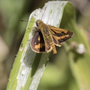 Ocybadistes walkeri at Higgins, ACT - 15 Nov 2017 08:46 AM