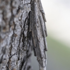 Metura elongatus (Saunders' case moth) at Higgins, ACT - 15 Nov 2017 by AlisonMilton