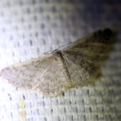 Idaea costaria at O'Connor, ACT - 1 Oct 2017 09:25 PM