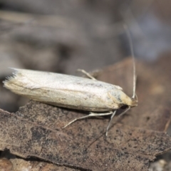 Philobota productella (Pasture Tunnel Moth) at Higgins, ACT - 15 Nov 2017 by AlisonMilton