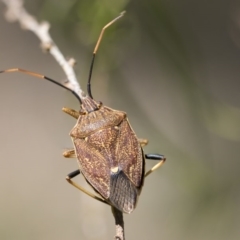 Poecilometis strigatus (Gum Tree Shield Bug) at Higgins, ACT - 15 Nov 2017 by AlisonMilton