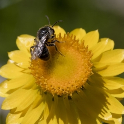 Lasioglossum (Chilalictus) lanarium (Halictid bee) at Higgins, ACT - 14 Nov 2017 by Alison Milton