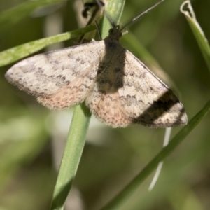 Scopula rubraria at Higgins, ACT - 15 Nov 2017