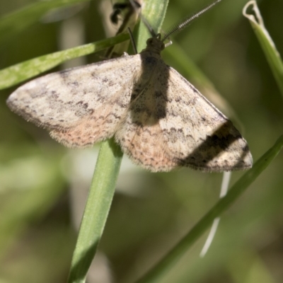 Scopula rubraria (Reddish Wave, Plantain Moth) at Higgins, ACT - 15 Nov 2017 by AlisonMilton