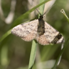 Scopula rubraria at Higgins, ACT - 15 Nov 2017 10:29 AM