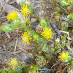 Triptilodiscus pygmaeus (Annual Daisy) at Tuggeranong Hill - 14 Nov 2017 by JanetRussell