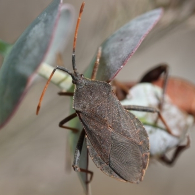 Amorbus sp. (genus) (Eucalyptus Tip bug) at Higgins, ACT - 15 Nov 2017 by AlisonMilton