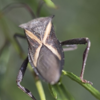 Mictis profana (Crusader Bug) at Higgins, ACT - 15 Nov 2017 by Alison Milton