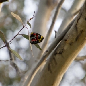 Delias harpalyce at Scullin, ACT - 15 Nov 2017 06:36 PM