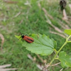Porrostoma rhipidium (Long-nosed Lycid (Net-winged) beetle) at Hackett, ACT - 18 Nov 2017 by WalterEgo