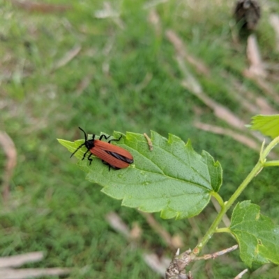 Porrostoma rhipidium (Long-nosed Lycid (Net-winged) beetle) at Mount Majura - 18 Nov 2017 by WalterEgo
