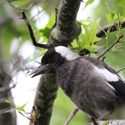 Gymnorhina tibicen (Australian Magpie) at Higgins, ACT - 18 Nov 2017 by AlisonMilton