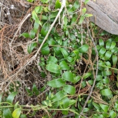 Asparagus asparagoides (Bridal Creeper, Florist's Smilax) at Hackett, ACT - 19 Nov 2017 by WalterEgo