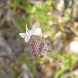 Silene gallica var. gallica at Conder, ACT - 14 Nov 2017