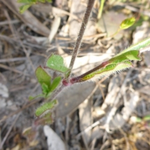 Silene gallica var. gallica at Conder, ACT - 14 Nov 2017 04:19 PM