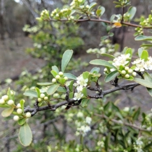 Pyracantha fortuneana at Hackett, ACT - 18 Nov 2017