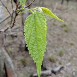 Celtis australis at Hackett, ACT - 18 Nov 2017