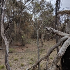 Celtis australis at Hackett, ACT - 18 Nov 2017