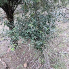 Olea europaea subsp. cuspidata (African Olive) at Canberra Central, ACT - 18 Nov 2017 by WalterEgo