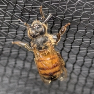 Apis mellifera at Higgins, ACT - 18 Nov 2017 11:50 AM