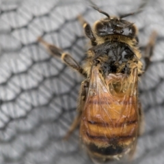 Apis mellifera at Higgins, ACT - 18 Nov 2017 11:50 AM