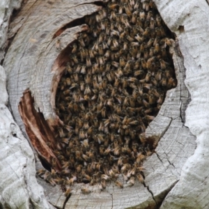 Apis mellifera at Higgins, ACT - 18 Nov 2017 12:20 PM