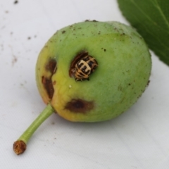 Harmonia conformis (Common Spotted Ladybird) at Higgins, ACT - 18 Nov 2017 by AlisonMilton