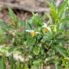 Solanum pseudocapsicum (Jerusalem Cherry, Madeira Cherry) at Canberra Central, ACT - 18 Nov 2017 by WalterEgo