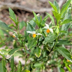 Solanum pseudocapsicum at Canberra Central, ACT - 18 Nov 2017